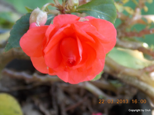 DSCN1497.JPG