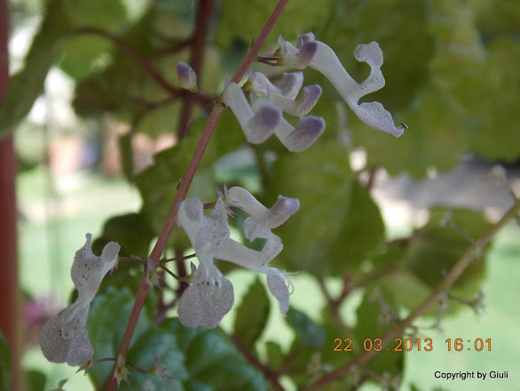 DSCN1500.JPG