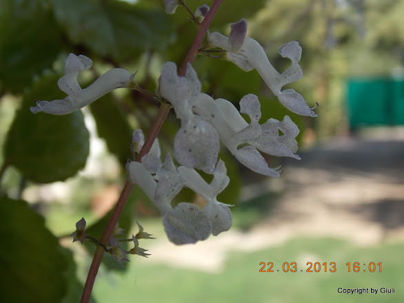DSCN1501.JPG