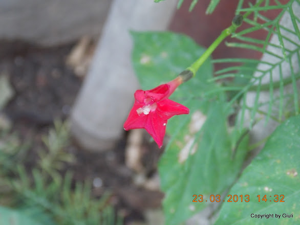 DSCN1516.JPG