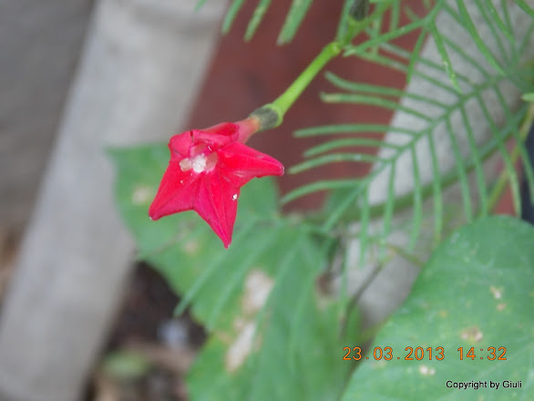 DSCN1517.JPG