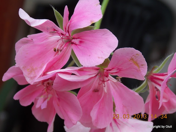 DSCN1519.JPG