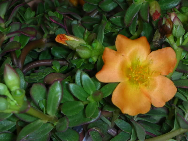 DSCN1520.jpg