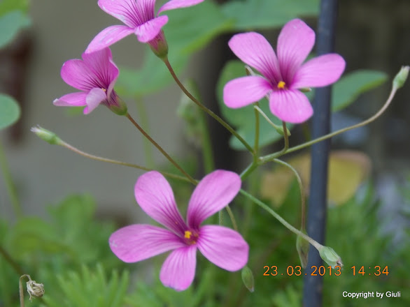 DSCN1520.JPG