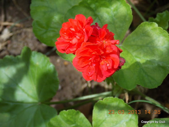 DSCN1523.JPG