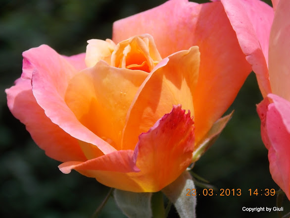 DSCN1526.JPG