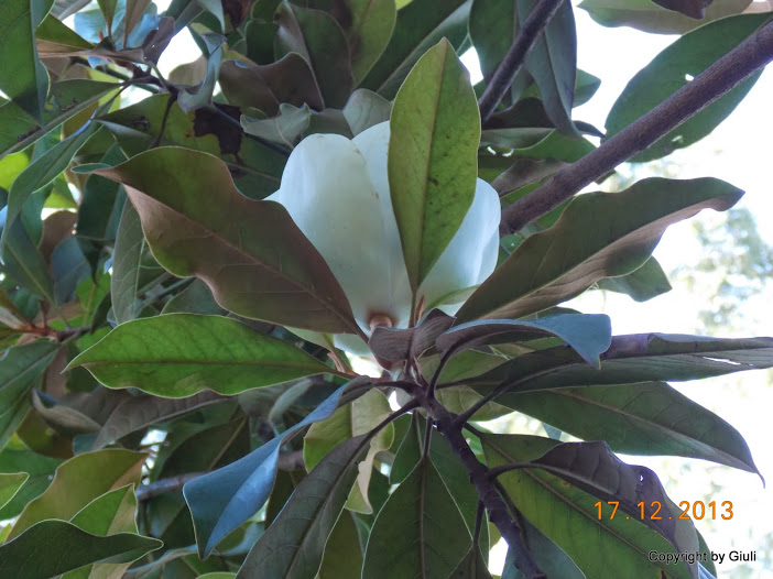 DSCN1529.JPG