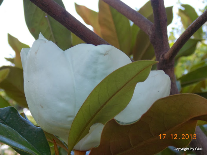 DSCN1530.JPG