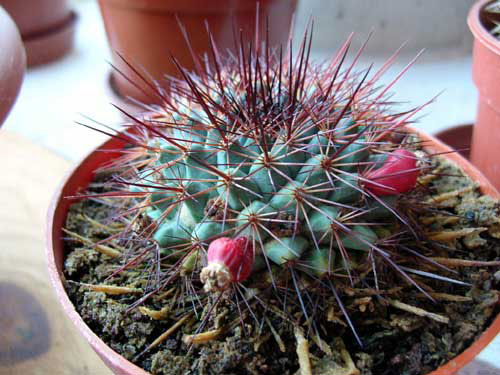 DSCN1531.JPG