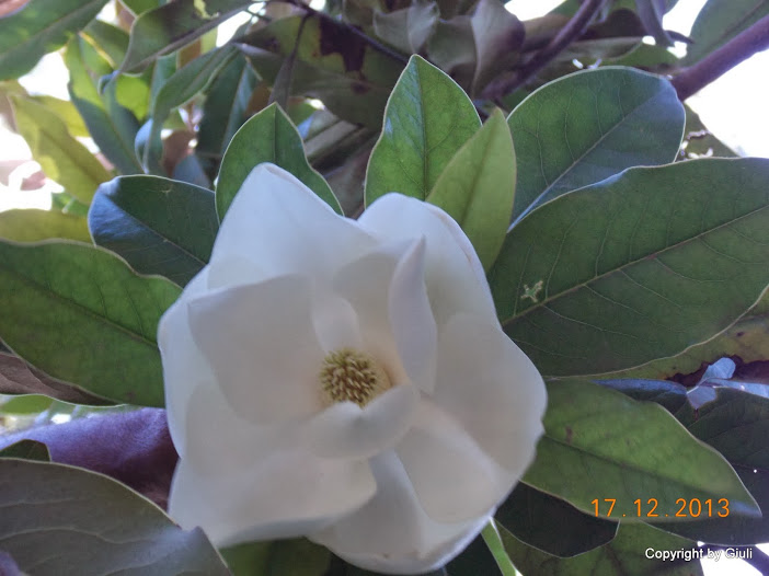 DSCN1533.JPG