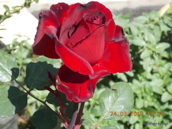 DSCN1534.JPG
