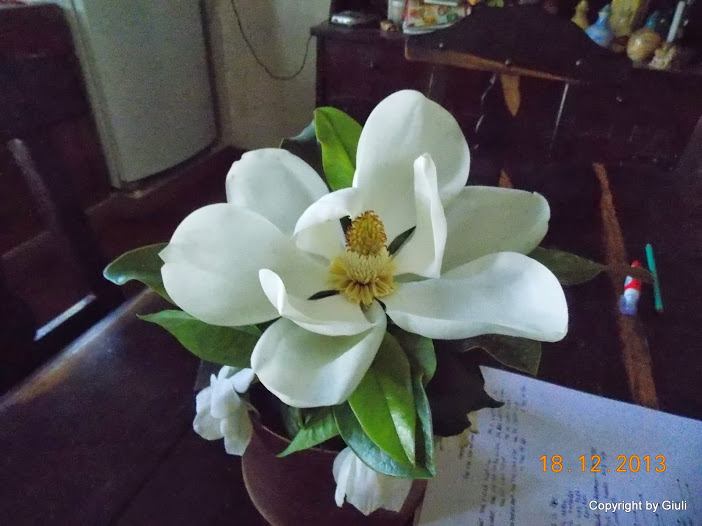 DSCN1534.JPG
