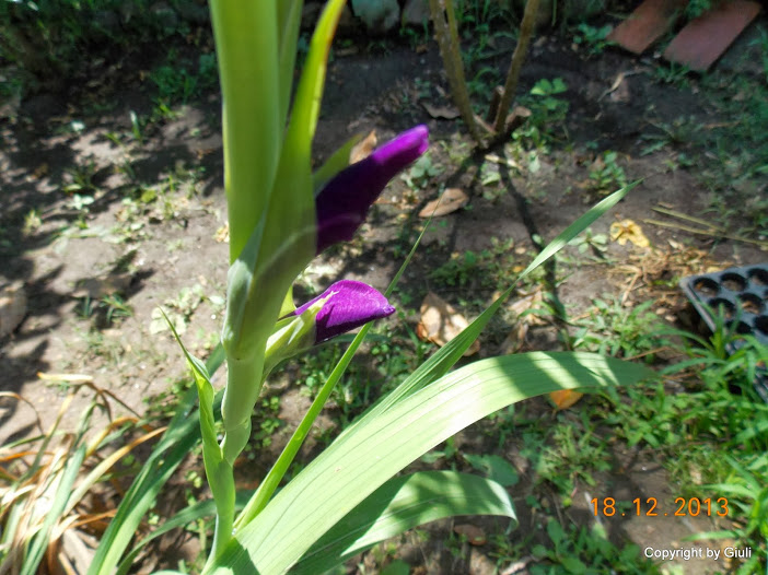 DSCN1535.JPG
