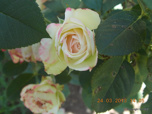 DSCN1537.JPG