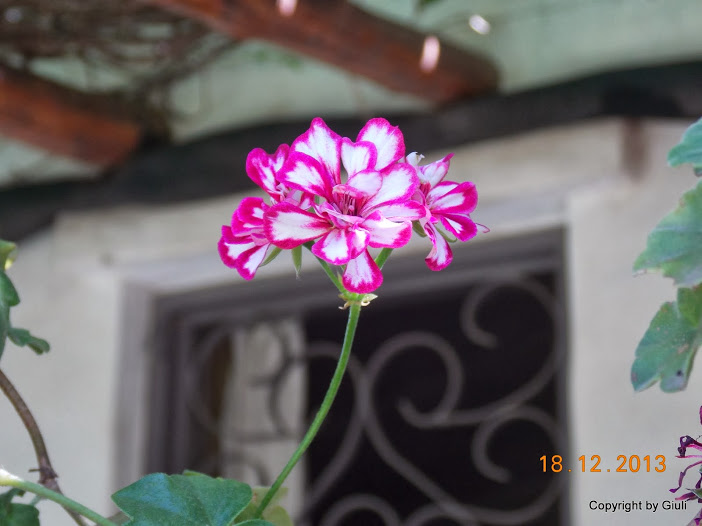 DSCN1537.JPG