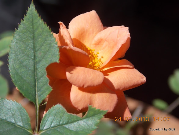 DSCN1538.JPG