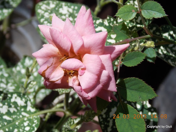 DSCN1542.JPG