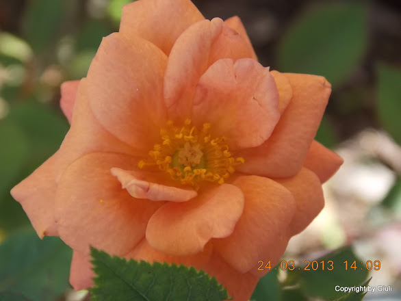 DSCN1544.JPG