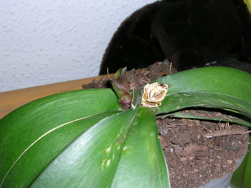 DSCN1545.jpg