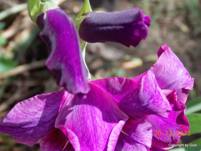 DSCN1545.JPG