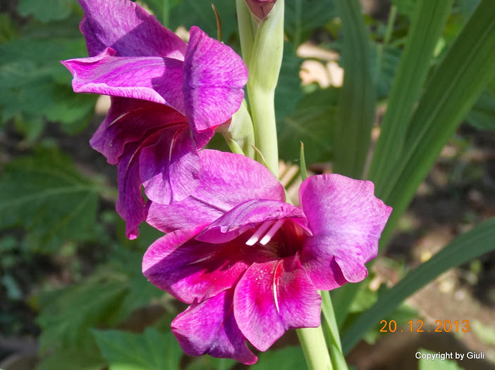 DSCN1546.JPG