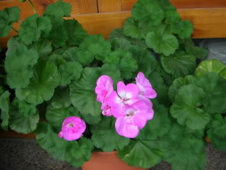 DSCN1550.jpg