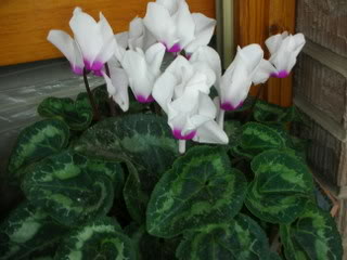 DSCN1551.jpg