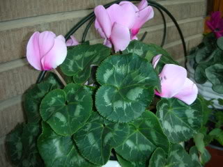 DSCN1553.jpg