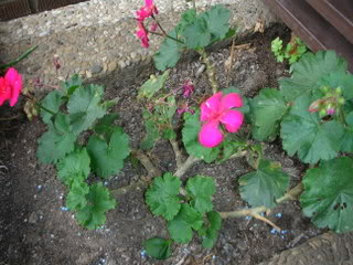 DSCN1555.jpg