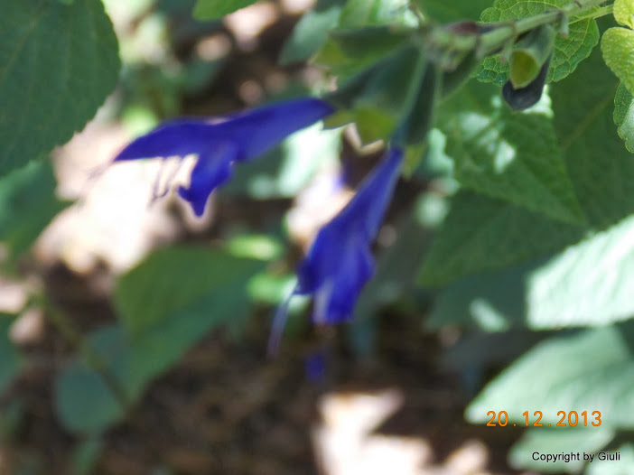 DSCN1556.JPG