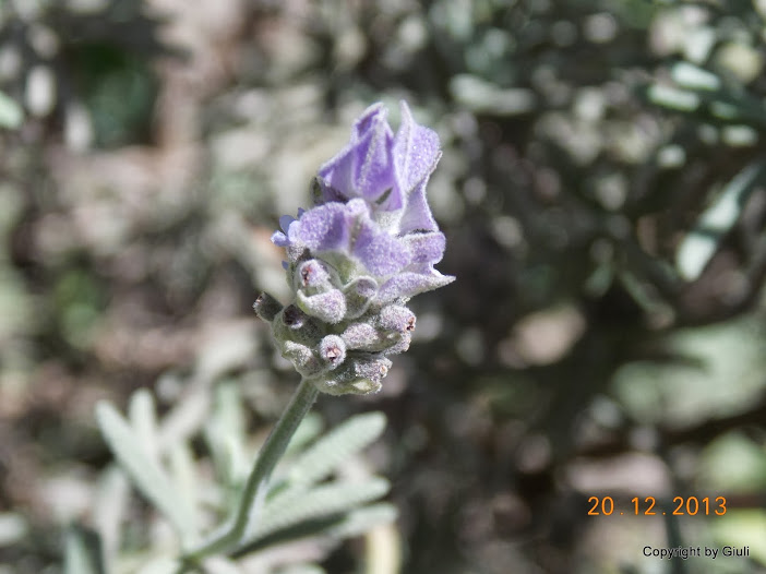 DSCN1557.JPG