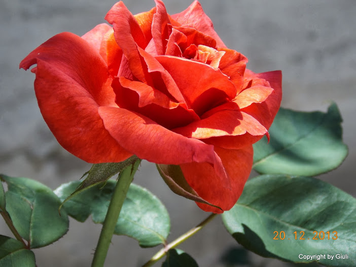 DSCN1559.JPG