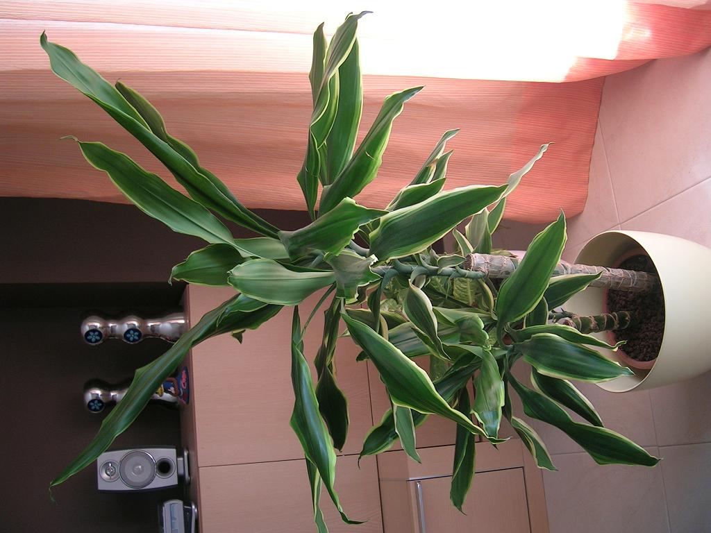 DSCN1560.JPG