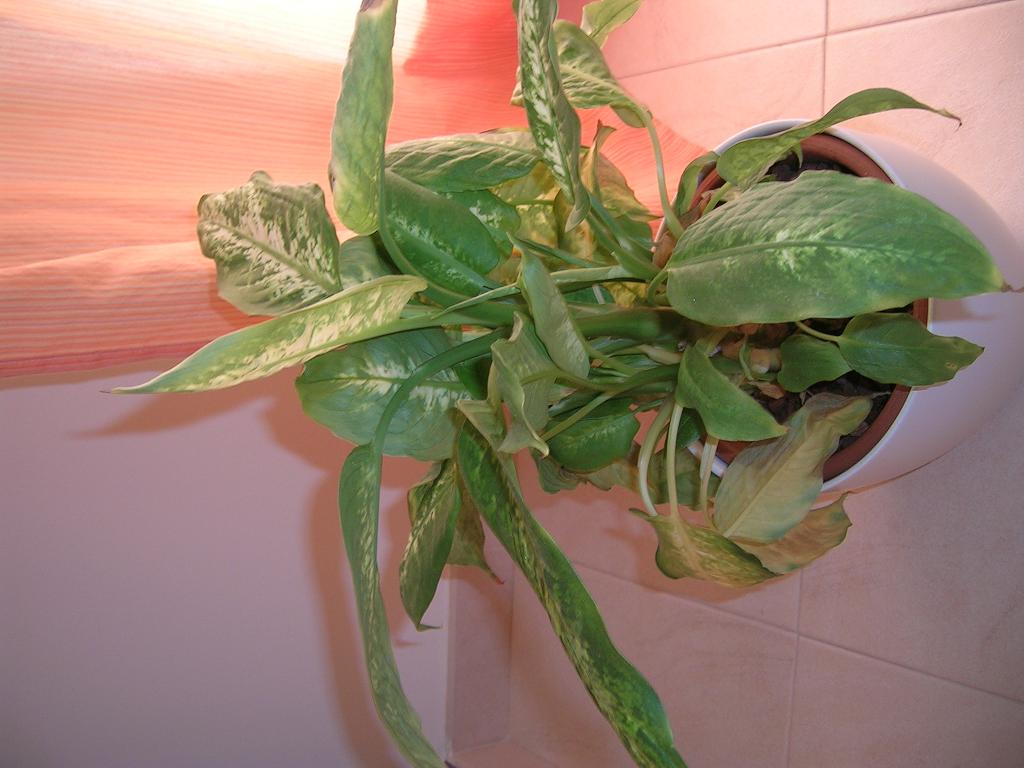 DSCN1561.JPG