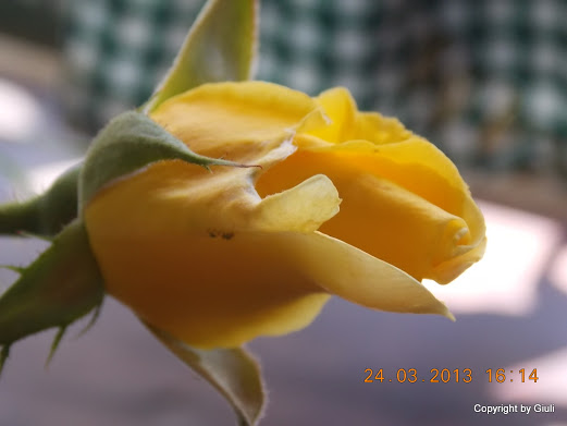 DSCN1561.JPG