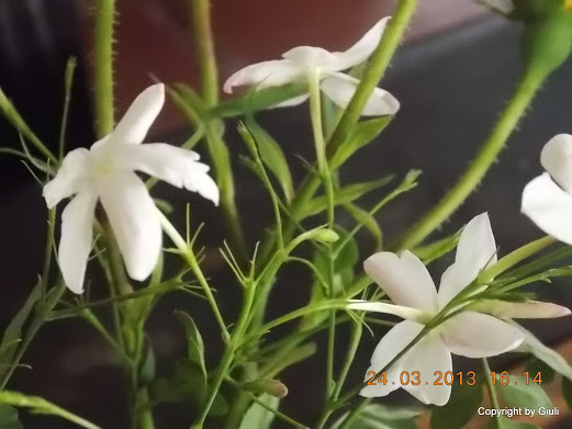DSCN1562.JPG