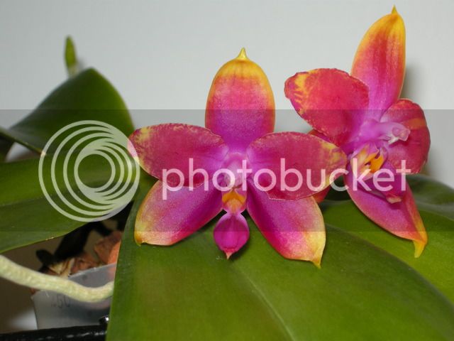 DSCN1568_zpssqytolph.jpg