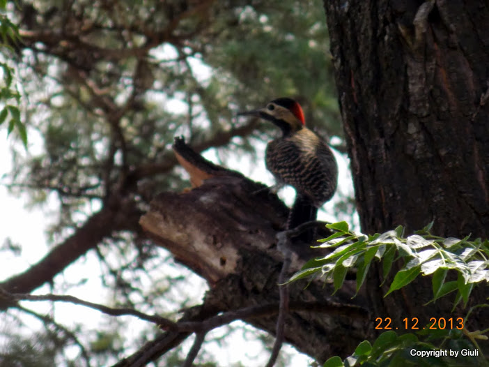 DSCN1571.JPG