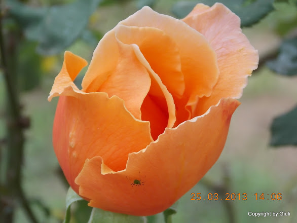 DSCN1577.JPG