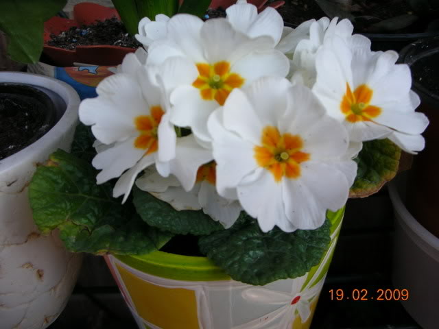 DSCN1590.jpg