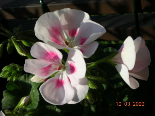 DSCN1591.jpg