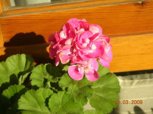 DSCN1595.jpg