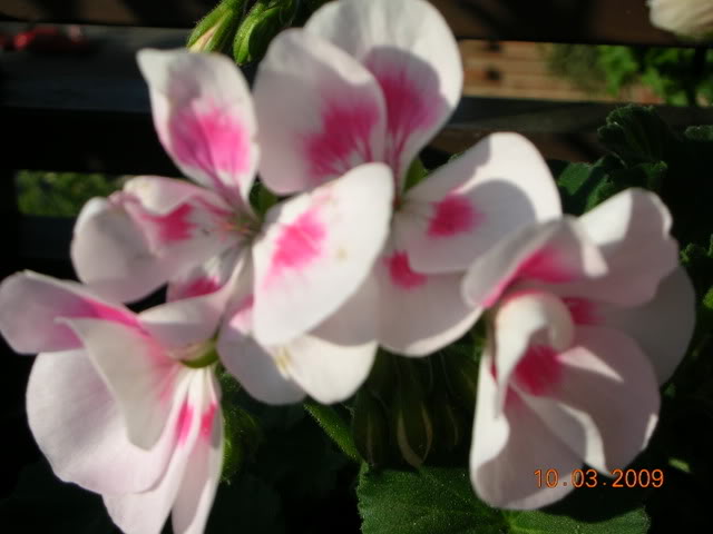 DSCN1596.jpg