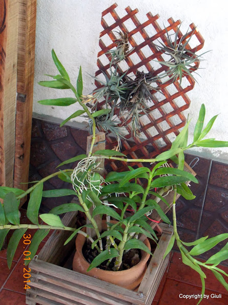 DSCN1603.JPG