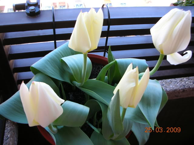 DSCN1608.jpg