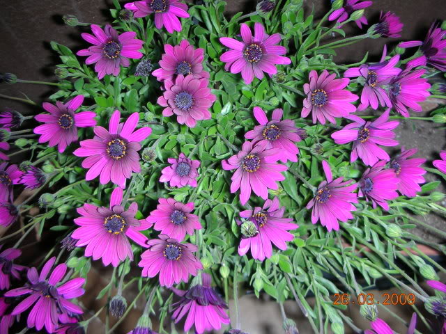 DSCN1611.jpg