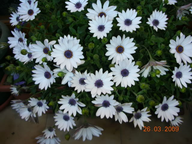 DSCN1613.jpg