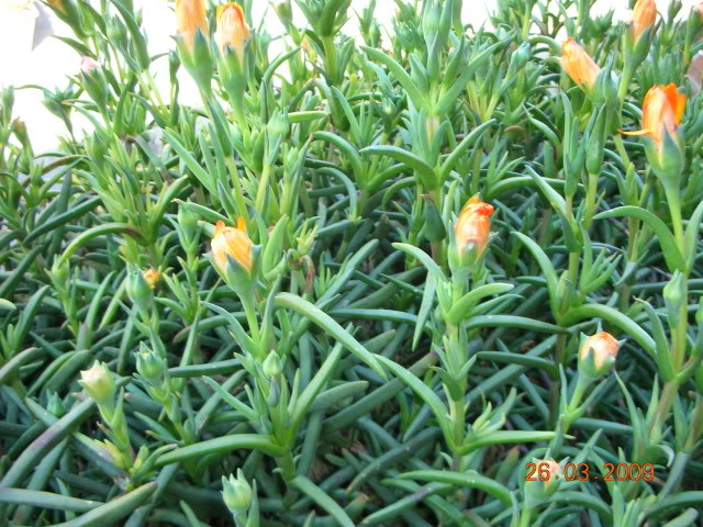 DSCN1614.jpg