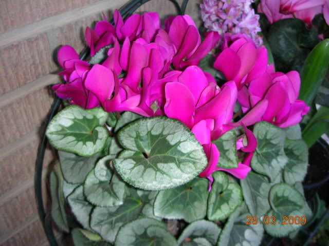 DSCN1616.jpg