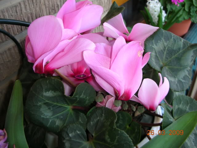 DSCN1617.jpg